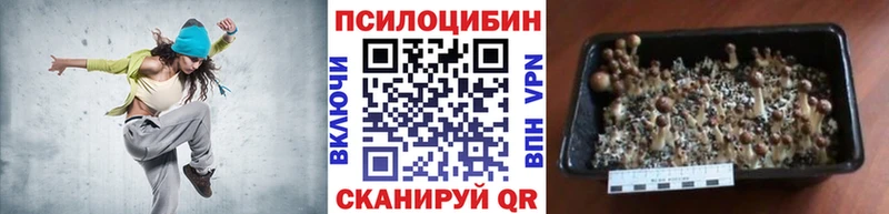 omg   Струнино  Псилоцибиновые грибы Psilocybe 